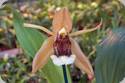 Coelogyne lawrenceana x salmonicolor